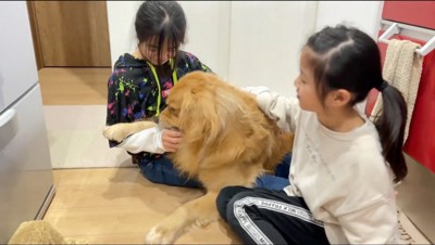 黒い服の女の子の腕を咥える犬