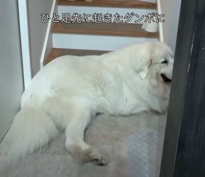 階段下に座る犬