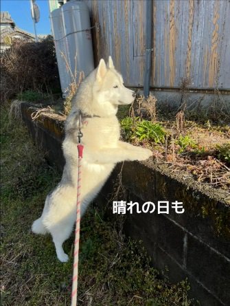 野良猫を探すROSEちゃん1