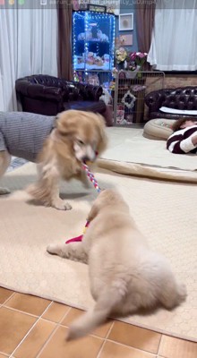 成犬の咥えているロープを咥えて引きずられていく子犬