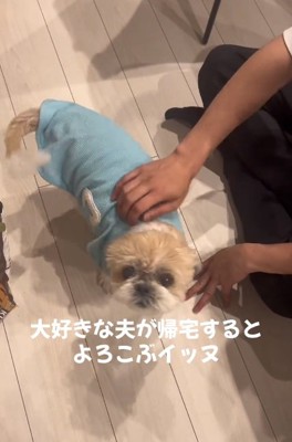 ママを見るワンコ