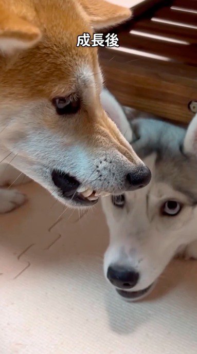 唸る柴犬をテーブルの下から見つめるハスキー犬