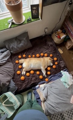 ずっとお利口さん