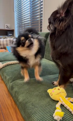 追い詰められたしょうぶ君の行動8