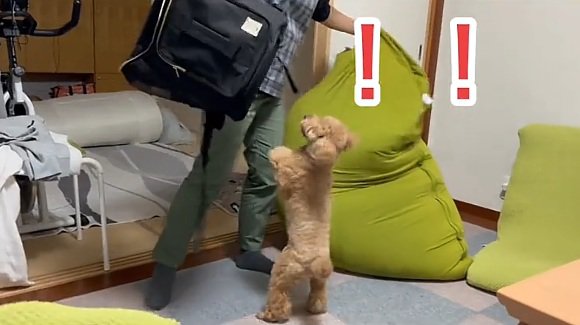 リュックに興奮するバッキーくん