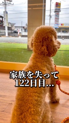 窓の外を見つめる犬