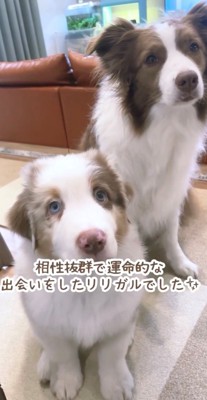並んでカメラを見つめる2匹の犬