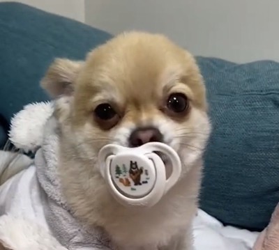 おしゃぶりをくわえる犬