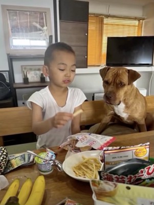 じょーくん、おやつをガン見