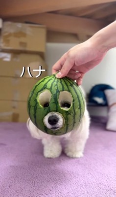 スイカのお面をかぶる小型犬