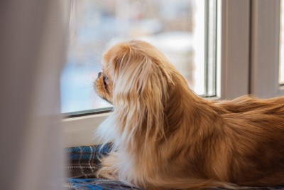 窓の外を見つめる犬