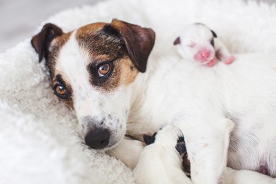 母犬、生まれたばかりの子犬たち