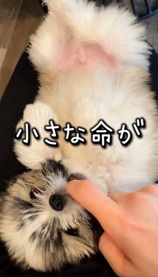 仰向けで指を甘噛みする犬