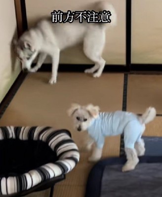 ボスに追いやられて部屋の隅へ