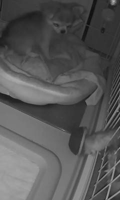 プイちゃんの身に起きた怪奇現象