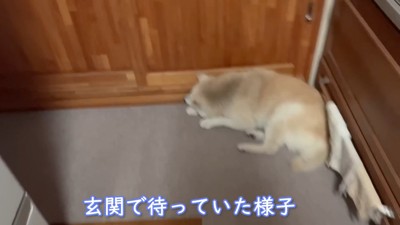 玄関で待つあいちゃん