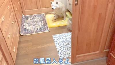 柴犬あいちゃん