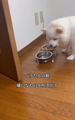 カリカリを吐き出すべらちゃん