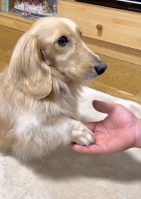 おてをする犬