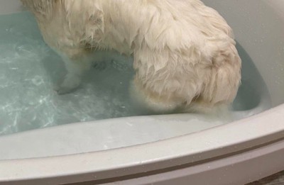 お風呂に入ったくららちゃん