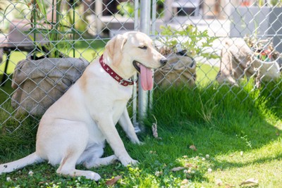 暑さで舌を出す犬