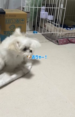 おしりを追いかける小型犬