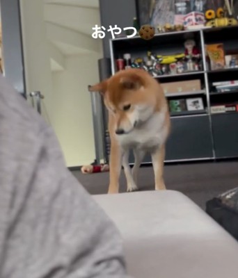 床を叩く柴犬