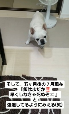 立っている犬