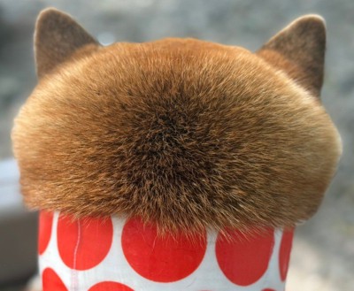 もふもふカップケーキ!?