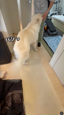 しっぽを大きく揺らす犬