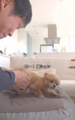 うれションしたあのちゃん