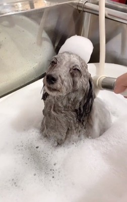 気持ちよさそうなこてつくん