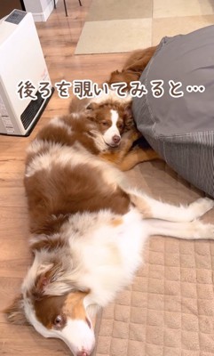 体が長く見えるガルチェロくん6