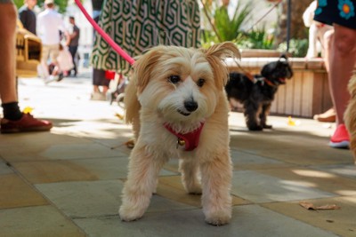 人混みの中の犬