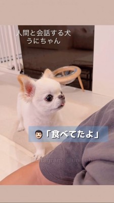 「食べてたよ」と言われる犬