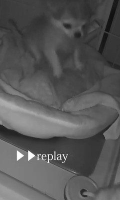 プイちゃんの身に起きた怪奇現象9