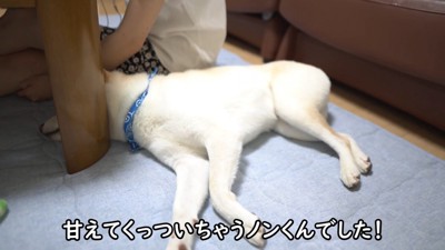 くっついてウトウト…♡