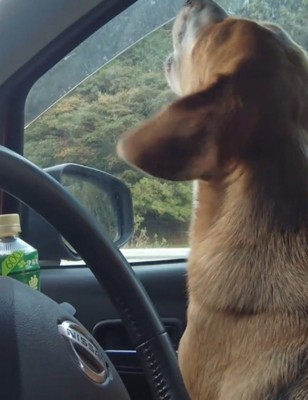 車の中で遠吠えする犬