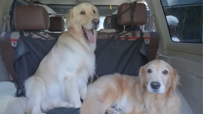 車に乗る2匹の犬