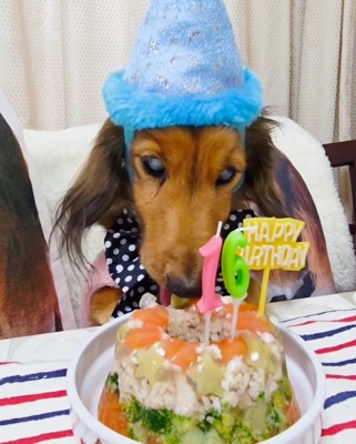 誕生日ケーキを食べる犬