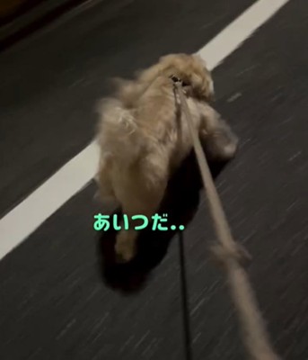 走る犬