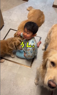 犬3匹を撫でる男の子8