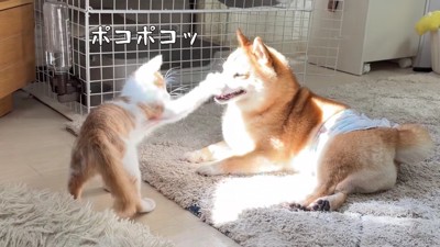子猫たちが攻撃態勢に!