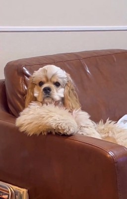 こちらを見るハムちゃん