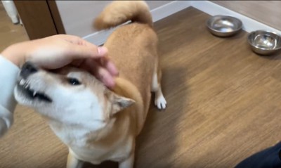 手を追う犬2