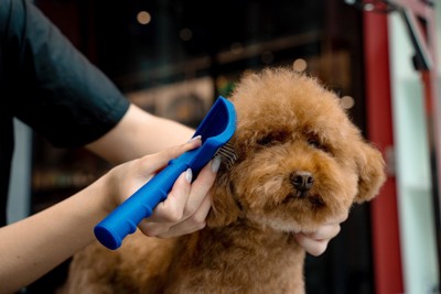 犬のブラッシング