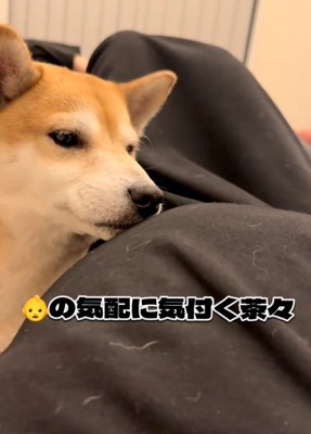 お腹を見つめる柴犬