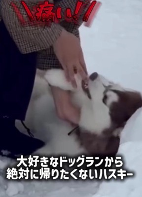 パパの手をガブリ！！