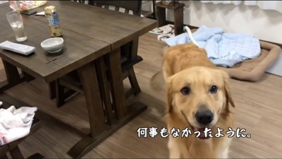 カメラに笑顔を向ける犬