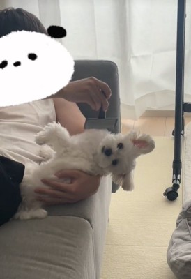 寝てブラッシングされる犬2